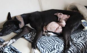 Je m‘appelle Fawcette, je suis un galgo qui vient d‘Espagne et depuis que je suis dans ma nouvelle famille, je suis trés heureuse et j‘adore pouponner